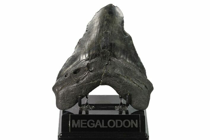 Bargain, Fossil Megalodon Tooth - Georgia #144322